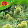 Top Quality Raw Sweet Chestnuts